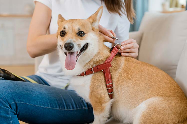 put on a dog harness