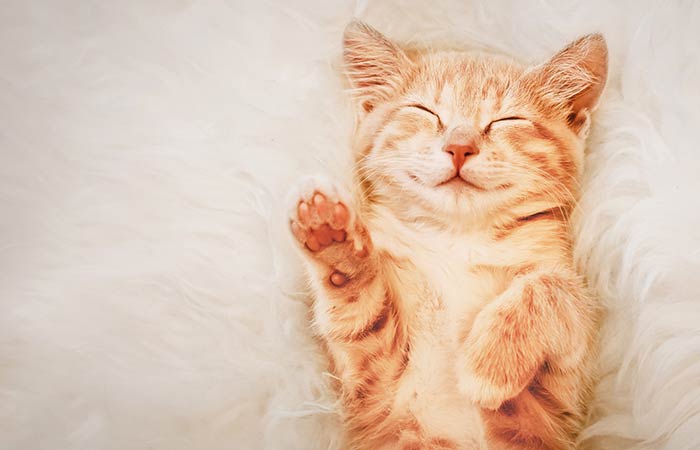 smiling cat