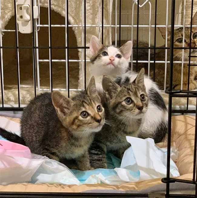 stray cats rescued