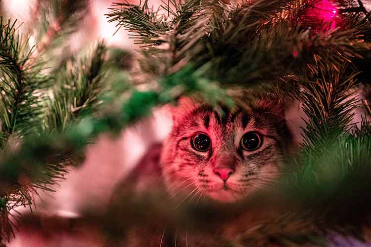 stressful cat on Christmas