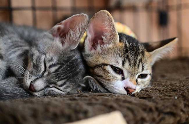 two rescued kittens