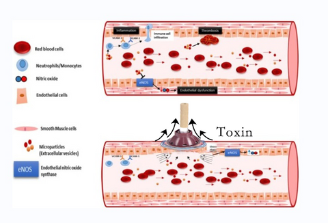 BESHAPE™-Moxibustion Gathering Energy & Detoxification Burning Column
