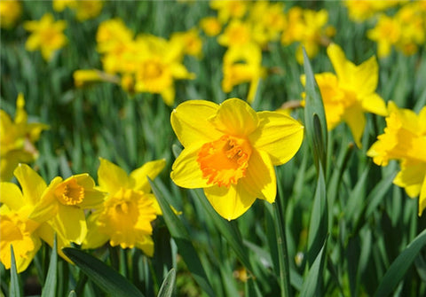 China Flower - Narcissus