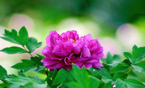 China Flower - Peony