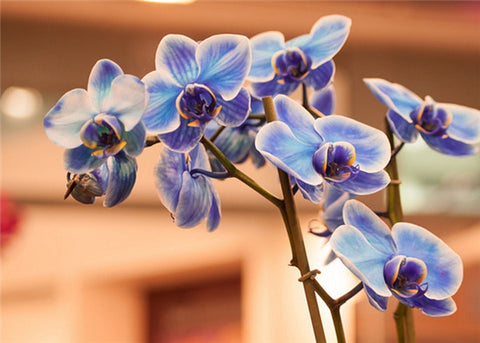 China Flower - Orchid