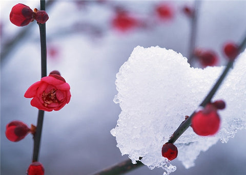 China Flower - Plum blossoms