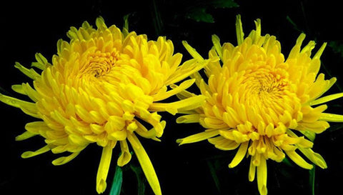 China Flower - Chrysanthemum