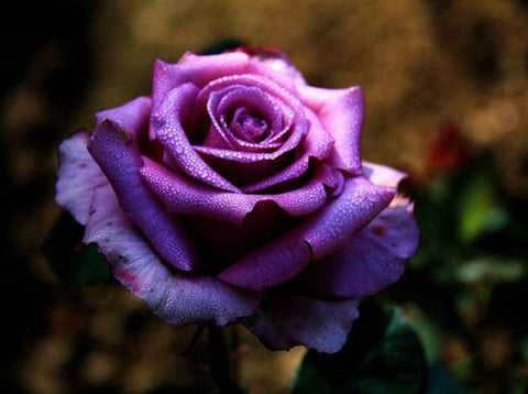 China Flower - Rose