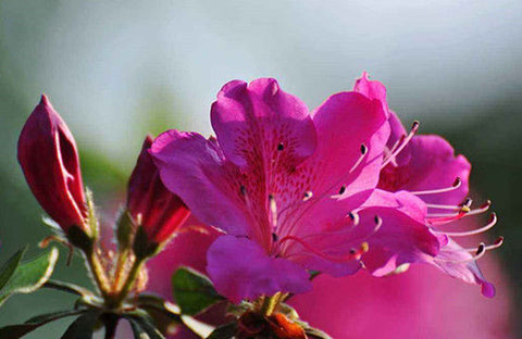 China Flower - Rhododendron