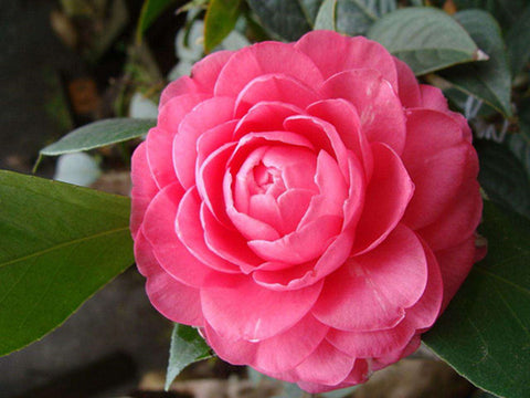 China Flower - camellia