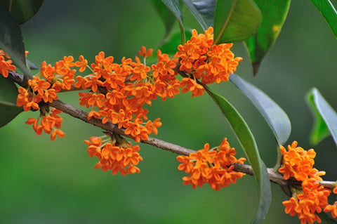 China Flower - scented osmanthus