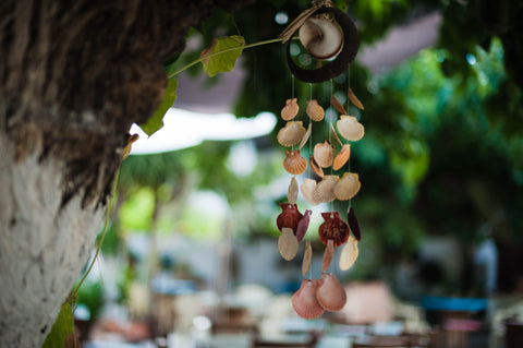 blog-sea shell