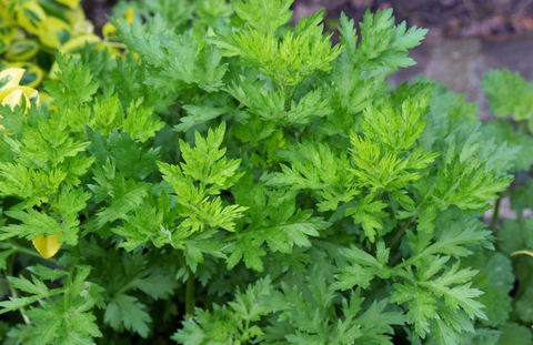 Hibreath Moxibustion Lung Cleansing & Detoxification Burning Column