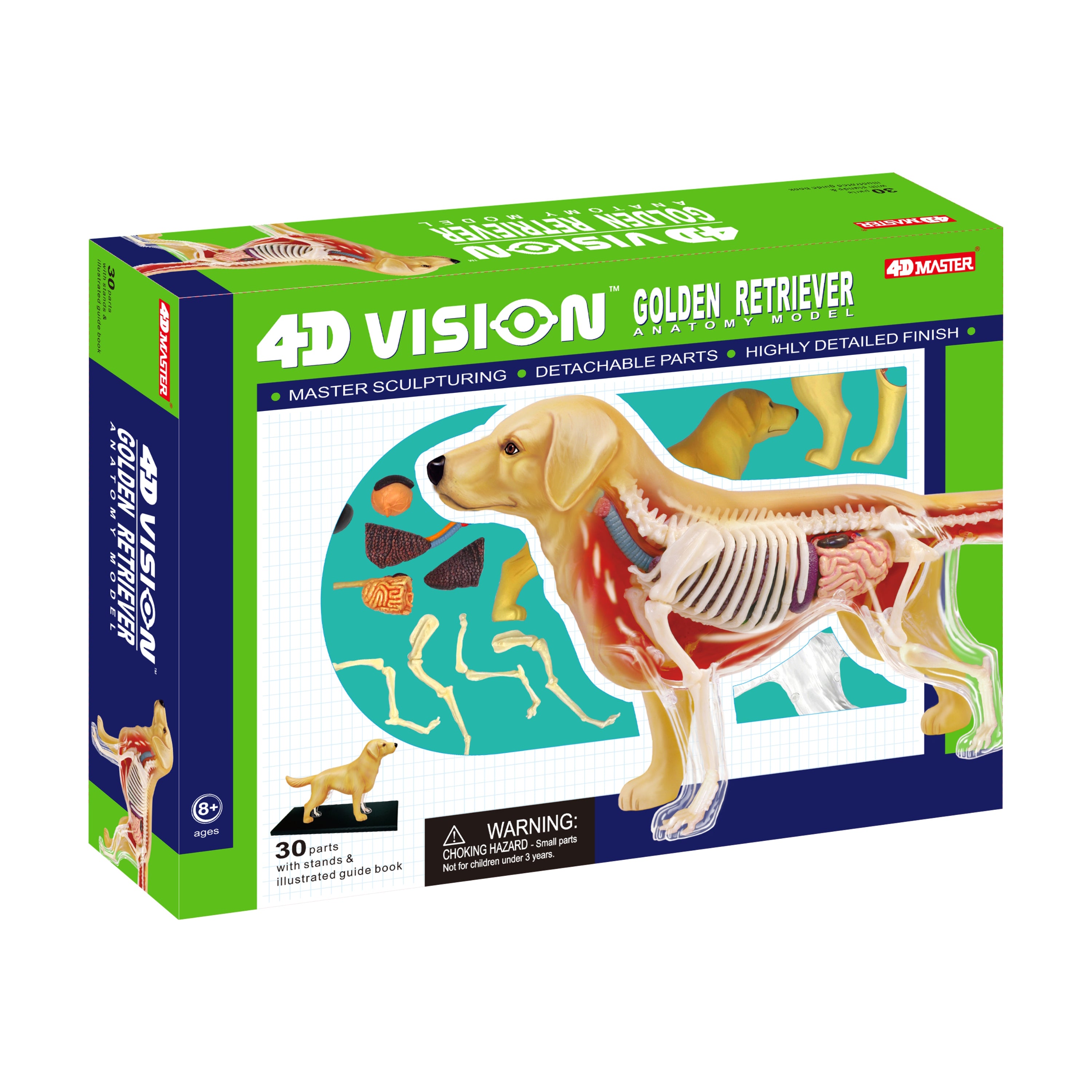 4D Vision Golden Retreiver Anatomy Model