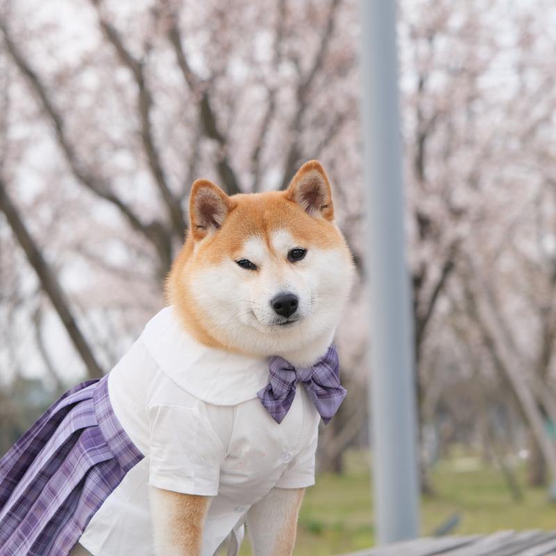 Japanese Style Pet JK Dress