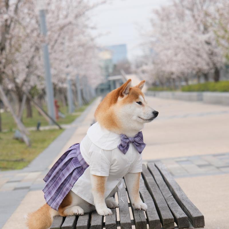 Japanese Style Pet JK Dress