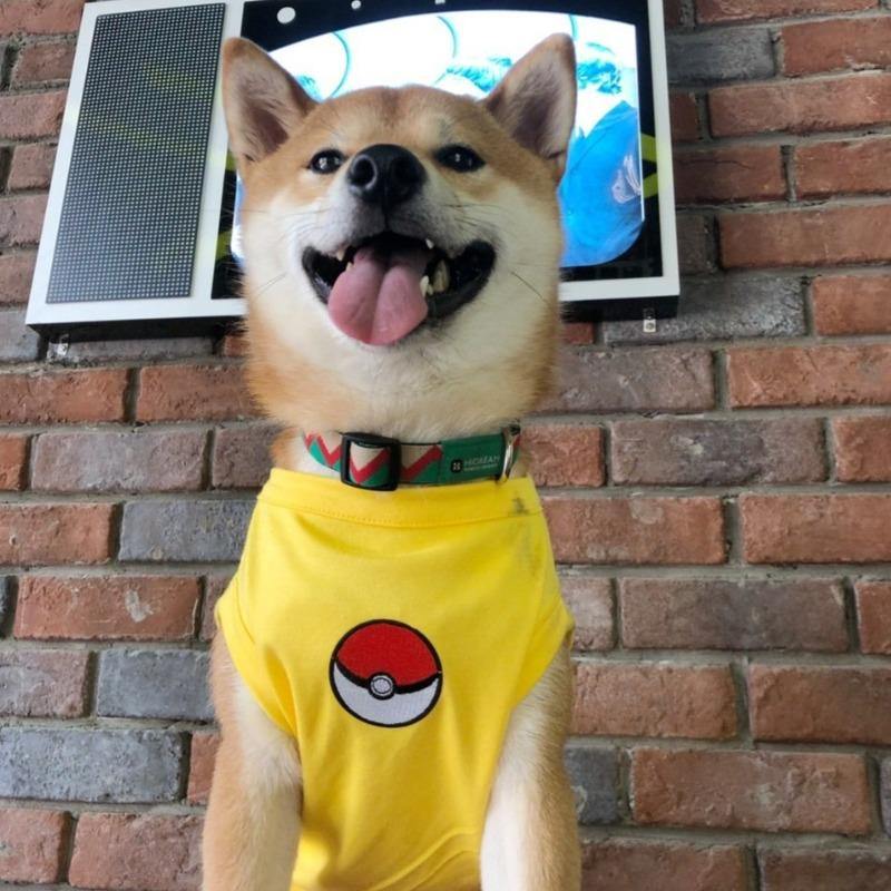 Summer Pet Outfits