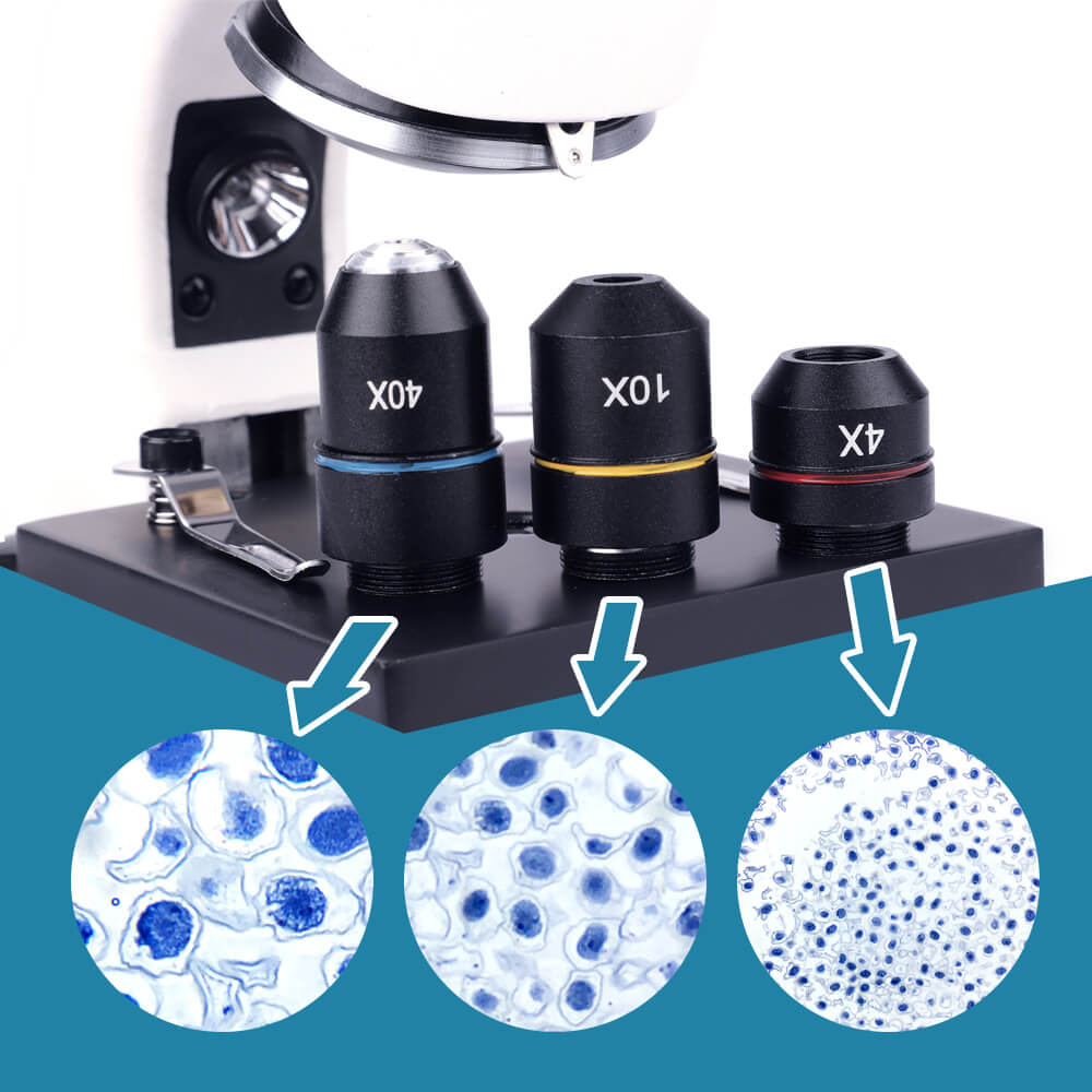 3 type magnification of ojbective lens, 40X, 10X, 4X