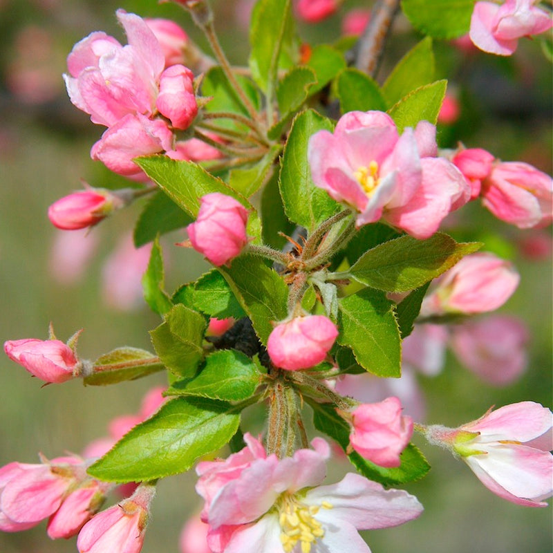 Malus ioensis (Prairie Crab Apple)