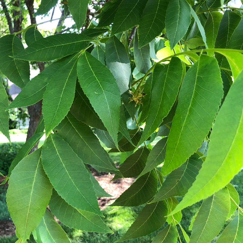 Carya illinoinensis (Pecan, Wild Pecan)