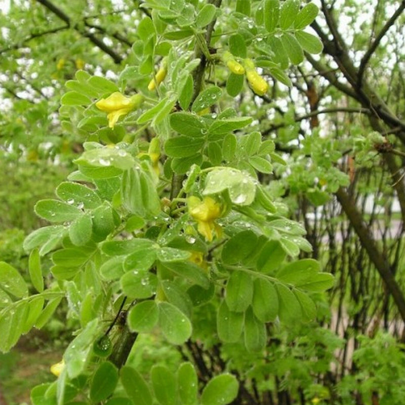 Caragana microphylla (Littleleaf Peashrub)