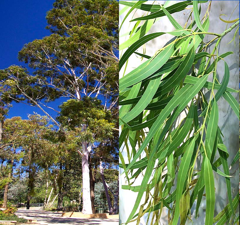 Eucalyptus Corymbia citriodora (Lemon-Scented Gum, Blue Spotted Gum, Lemon Eucalyptus)