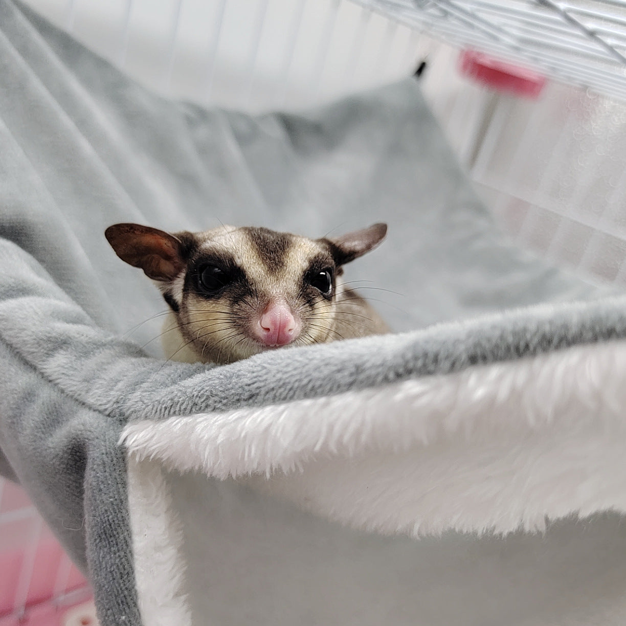 Hamster Hammock