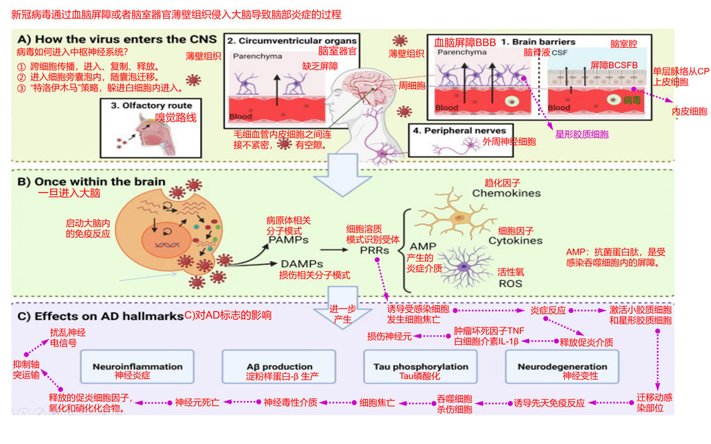 the process of the coronavirus invading the brain through the blood-brain barrier