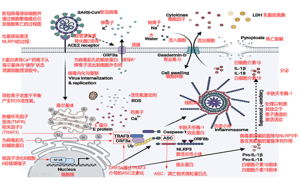 the process how the COVID-19 infect cells and reproduce through the cells