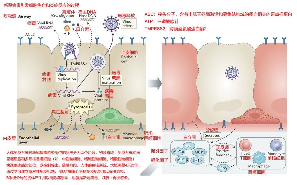 the process of the human immune system eliciting an inflammatory response