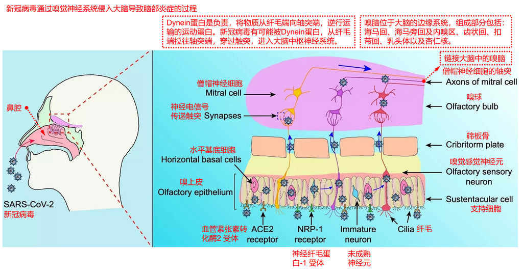 how the novel coronavirus invades the brain through the olfactory nervous system