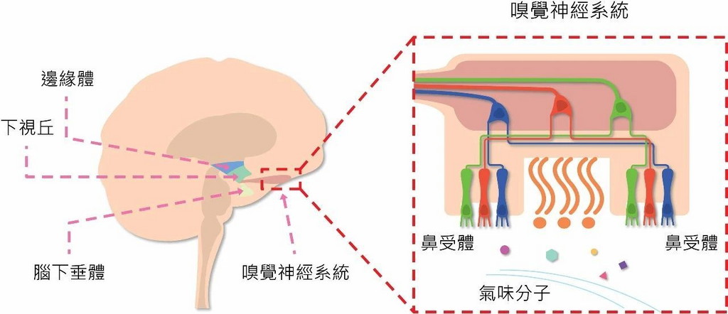 the olfactory nervous system of humans