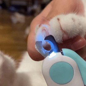 Cortaúñas LED Profesional para gato, tijeras con luz para mascotas, para  aseo de perros y gatos, producto para mascotas _ - AliExpress Mobile
