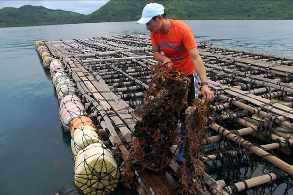 Where Do South Sea Pearls Come From