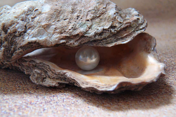 Why Do Oysters Have Pearls