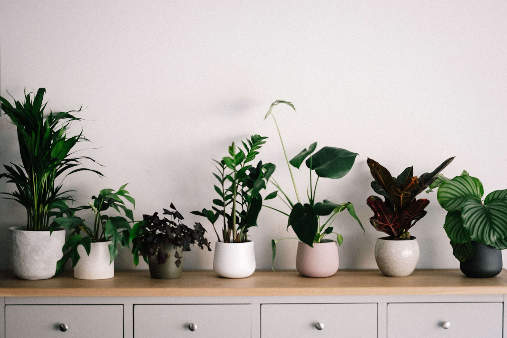small desk plants that don't need sunlight