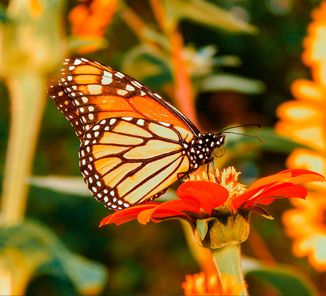 A very human thing, plant and animal husbandry, taking care of things that take care of you in return. They get to reproduce and flourish under your wing, you get to eat and in turn do the same thing