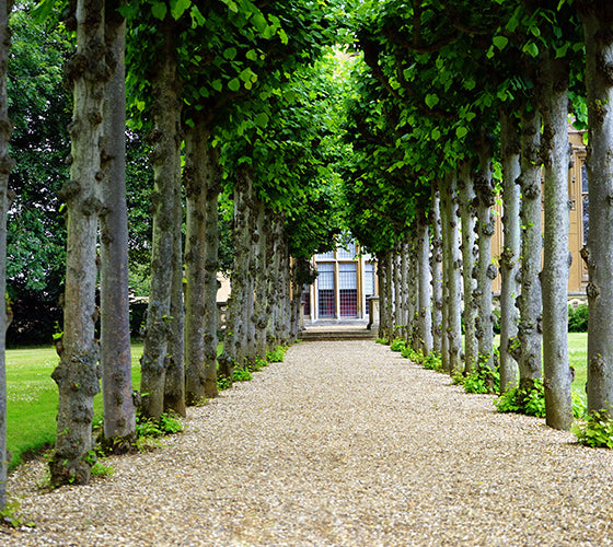 Western classical gardens emphasize artificial beauty and advocate changing nature with the laws and laws of beauty.