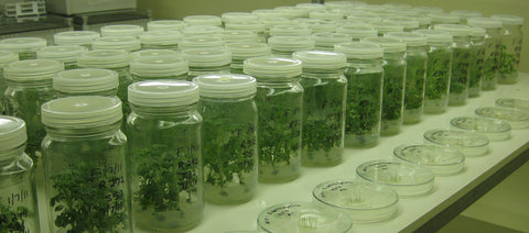 The-effect-of-light-quality on-plant-tissue-culture
