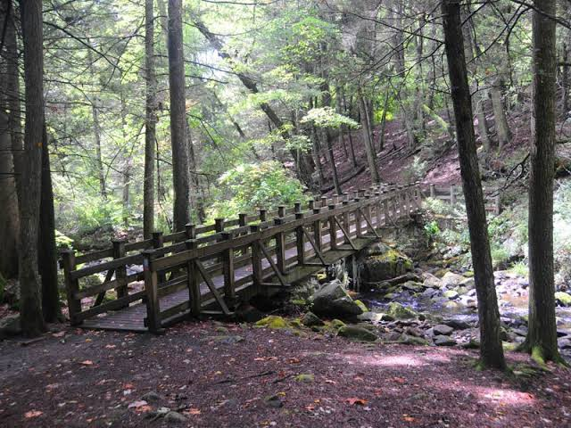 forest montain view