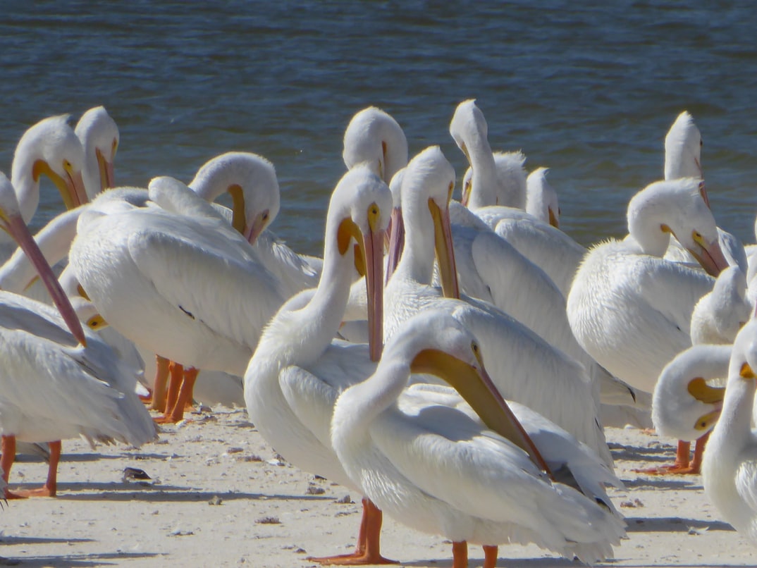 Rv Camping in Everglades National Park, Florida, USA