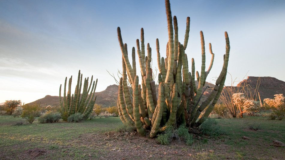 Top-Rated Campsites in Arizona Organ Pipe Cactus National Monument 