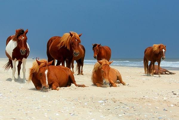 hores and AceVolt solar generator in assateague island national seashore