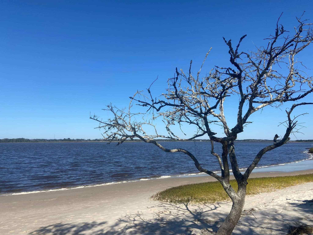 camping in Carolina Beach State Park