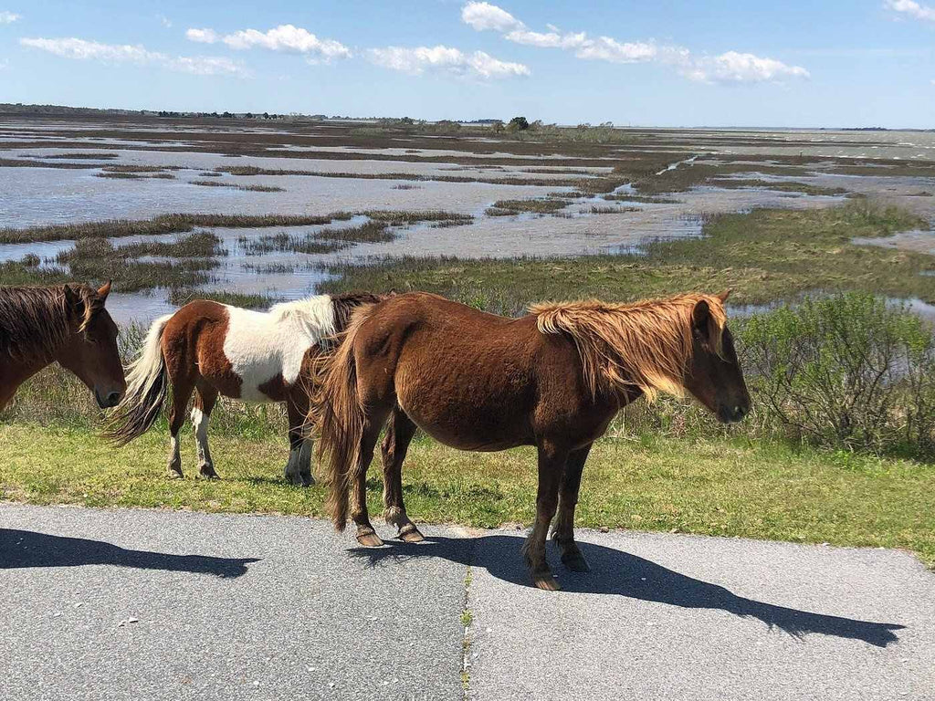 camping in Assateague State Park