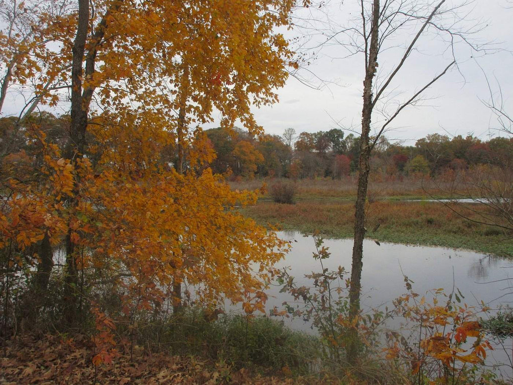 Camping in Tuckahoe State Park