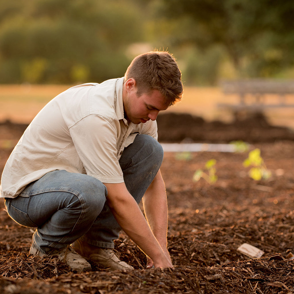 man growing crops in field