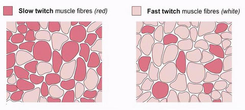 occlusion bands