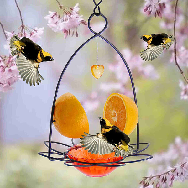 Orange Fruit Oriole Feeder