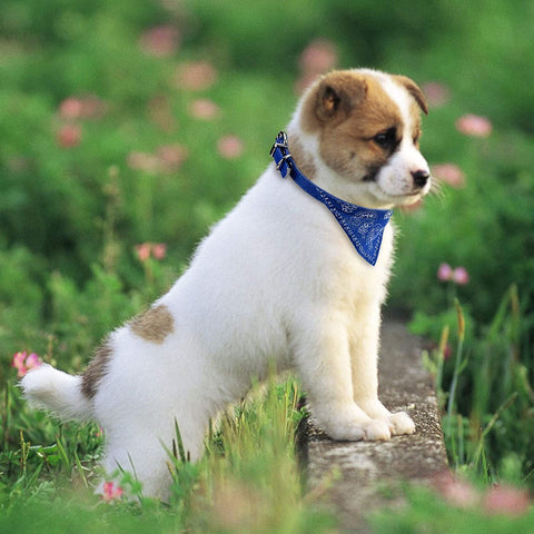 Red Coromose Adjustable Pet Dog Puppy Cat Neck Scarf Bandana Collar Neckerchief